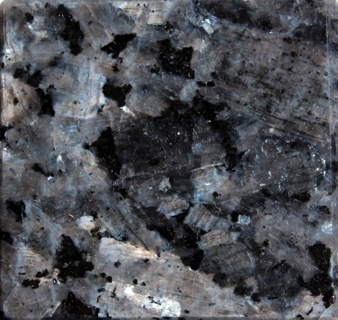 PN.0002_Blue-Labrador